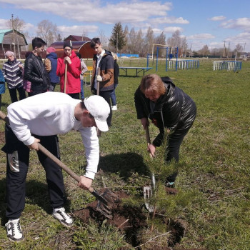 Волонтёры отряда “Тимуровский десант” и местные жители приняли участие в посадке деревьев на аллее Победы в д. Бураково